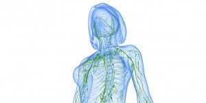 Illustration des Lymphsystems