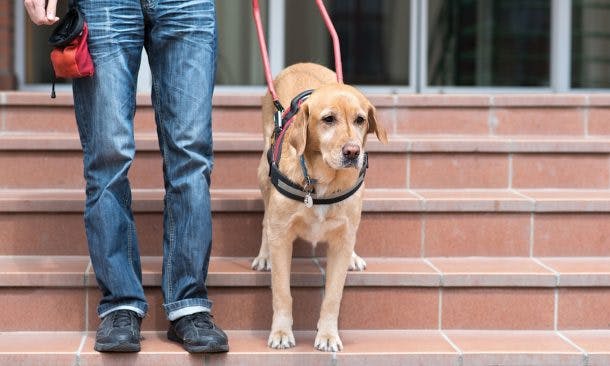 Urteil: Mitnahme von Blindenführhunden in Praxen ist rechtens