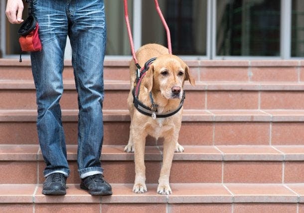 Urteil: Mitnahme von Blindenführhunden in Praxen ist rechtens