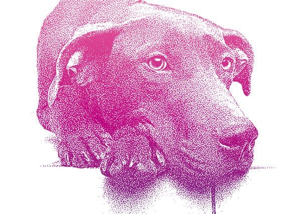 Tierphysiotherapie: Auf den Hund gekommen